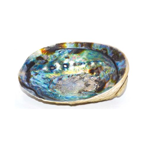 Abalone Shell